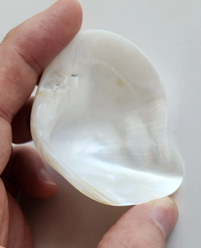 Beautiful Natural Freshwater Clam Shell Iridescent White Specimen Polk County TX - Image 2 of 4