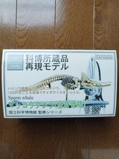 Collection Of Sperm Whale Whole Body Skeleton Reproduction Model National Museum