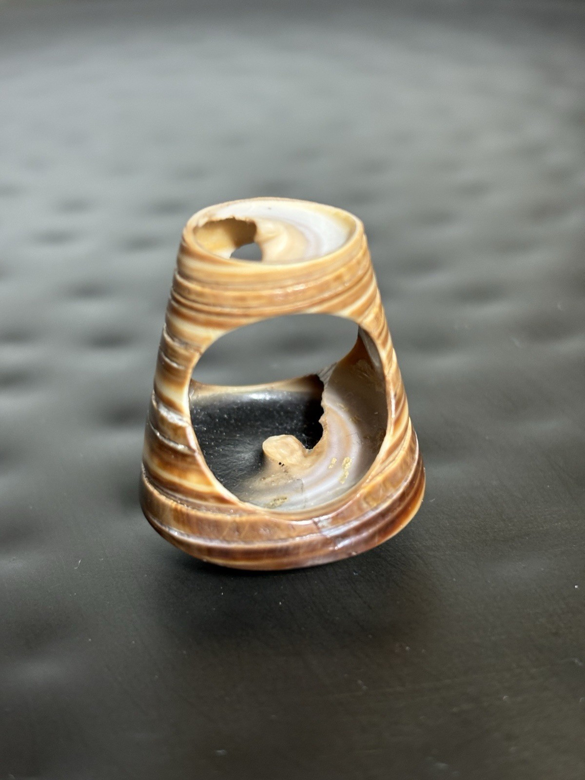 Spiral Shell Carved Seashell Ring Double Sided Si… - image 5