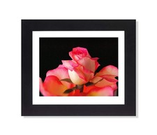 Pink Rose Flowers Photo Wall Picture Framed Art Print