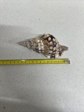 Charonia Tritonis Piccola - 14 Cm