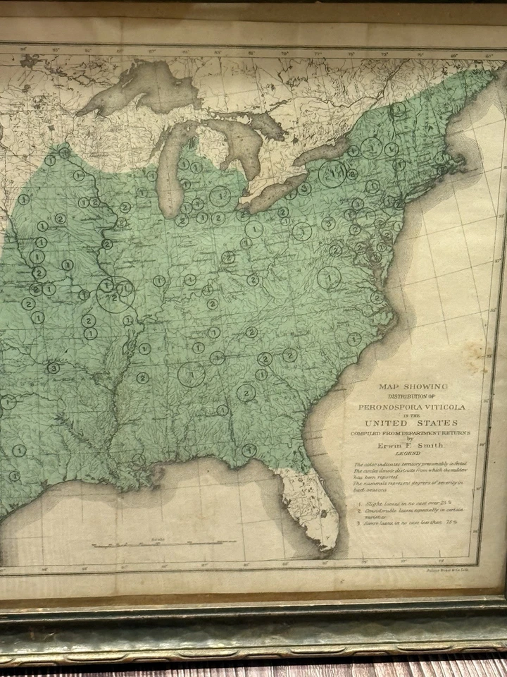 Antiguo Mapa Julio Bien 1890 - Distribución de Peronospora Viticola EE. UU. - Enmarcado Foto 3 de 4