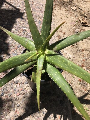 aloe vera for scars Mini Aloe vera Scar Pads main image 1