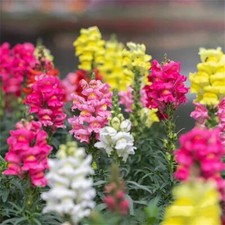 2000 Snapdragon Northern Lights Mix Seeds / Planting / Fall / Perennials