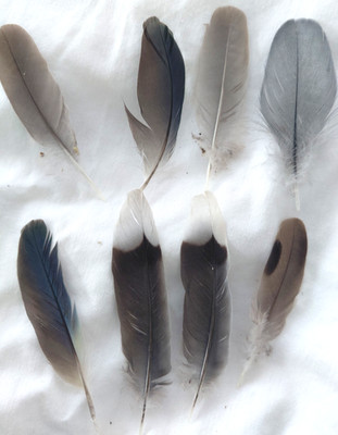 8 Feathers Quills Taxidermy Craft Fishing Decor Hunting Dog Train 2 1/2 to 3 1/2