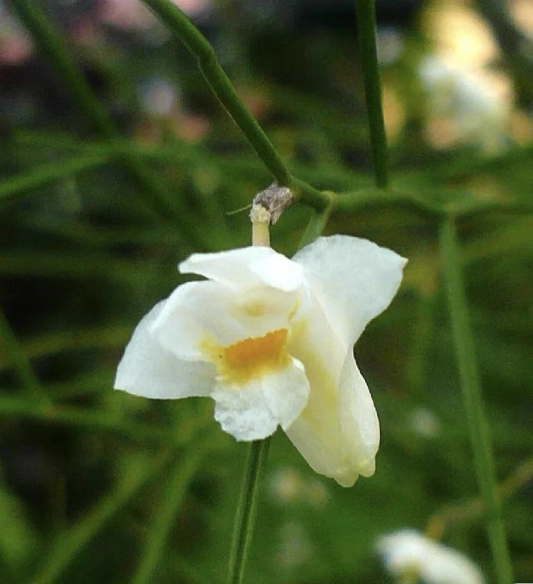 Vietnam Dendrobium pseudotenellum Rare Species Orchid Blooming Size