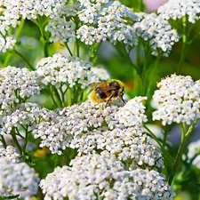 2000+ Yarrow Seeds WHITE (Achillea millefolium) - Perennial Non-GMO Pollinators