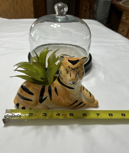 Fioriera tigre sotto cupola in vetro - Foto 9 di 10