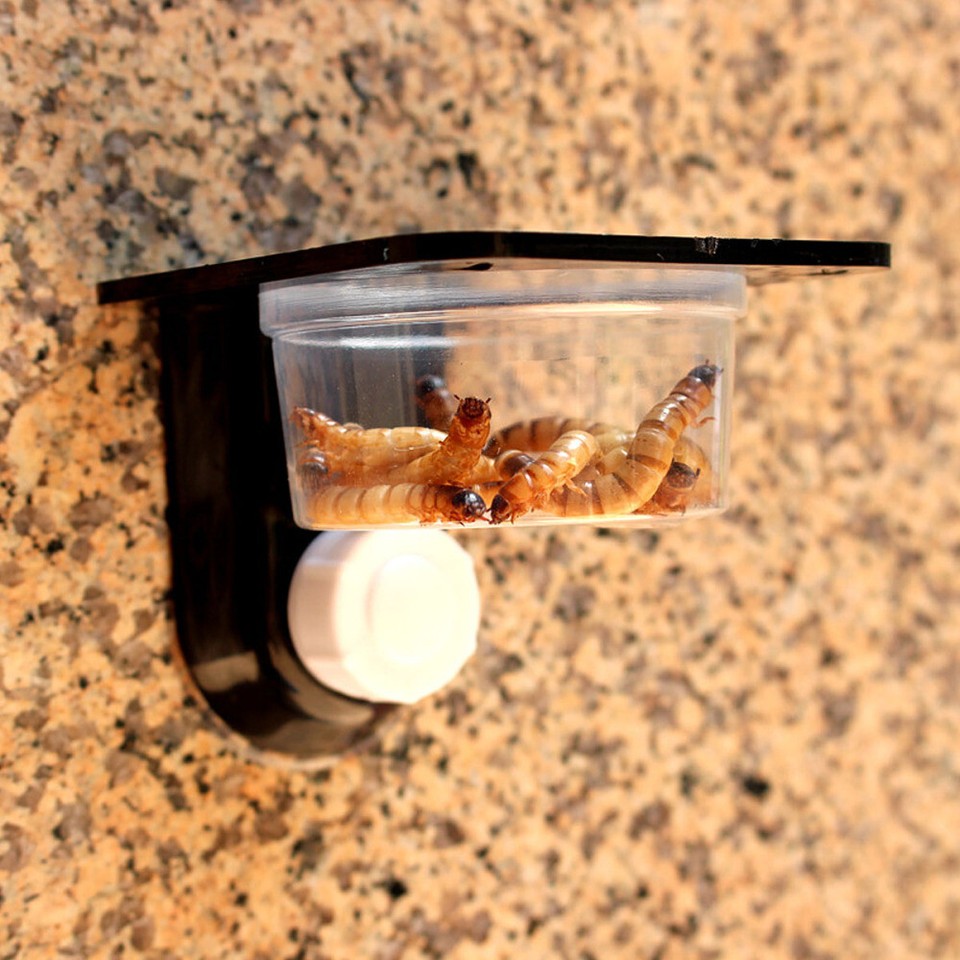 Lizard Gecko Food Water Dish Tortoise Food Dish Reptile Bowl eBay
