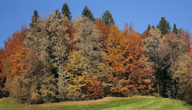 Mischwald Samen Sortiment für einen klimastabilen Mischwald (Standort trocken)