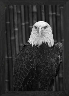 Schwarzer weißer Adler gerahmtes Wandbild Poster Leinwanddruck Bild