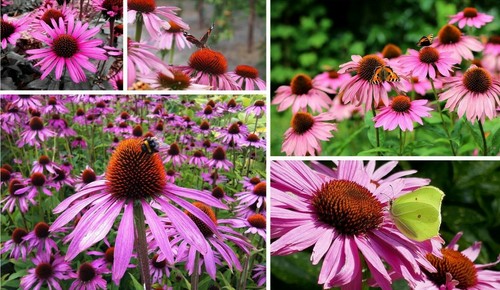 Sonnenhut Echinacea purpurea Rubeckia winterhart Heilpflanze 30 Samen