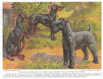 Manchester / Kerry Blue Terrier - CUSTOM MATTED - 1936 Color Dog Art Print