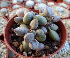 ADROMISCHUS LITTLE SPHEROIDES succulente cactus  caudex euphorbe plante grasse