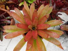 Neoregelia NON-VARIEGATED MARTIN Bromeliad one tropical plant MEDIUM 