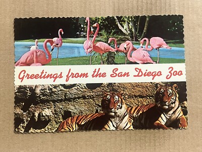 Postcard California CA San Diego Zoo Greetings Flamingo Siberian Tiger Vintage