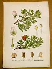 1886 ANTIQUE PICTURES LITHOGRAPH ART PRINT BOTANY FLOWER FLORA NATURE DECO PO...