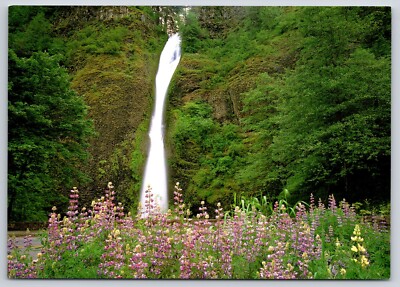Spring Wildflowers Horsetail Falls Collumbia River Gorge OR Postcard UNP 6x4