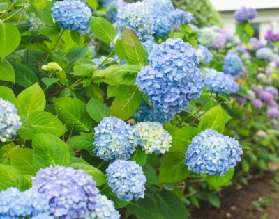 All Summer Beauty Hydrangea - Live Plant - ( 1 QT )