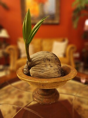 Coconut Tree Sprouted Ready To Plant or Bonsai! SMALL less than 3 feet