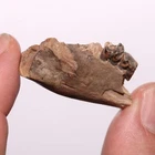Mammal Jaw with Teeth - Dinosaur Age Fossil  Hell Creek Formation Cretaceous