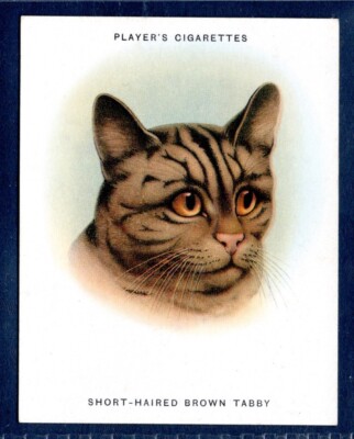 Players CATS - #5 - Short-Haired Brown Tabby