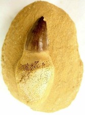 Superb Mosasaur Tooth Fossil Mosasaurus w/ Jaw Fragment 82 Million Years