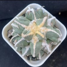 1pcs  Self-rooted Ariocarpus WYSIWYG 6.4cm