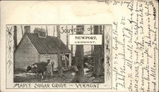 NEWPORT VERMONT VT Maple Sugar Grove Antique Postcard
