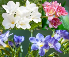 30 Freesia Pastel Mix Corms Fragrant Summer Flowering Bulbs Wedding Cut Flowers