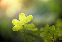 St. Patrick's Day Greeting Cards - Shining Shamrock - Ss100. Business Greetin... on sale St. Patrick's Day Greeting Cards - Shining Shamrock - Ss100. Business Greetin... on sale