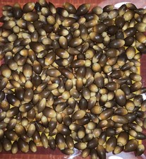 1 Lb-250+ Natural Aged/ Dried Small Oak Acorns ,Crafts ,Floral Designs, Wreaths+