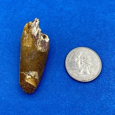 Spinosaurus 2” Tooth Dinosaur Fossil not T Rex Cretaceous S14