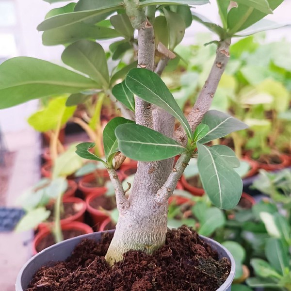 Adenium Obesum - Rosa del Desierto - Planta Viva