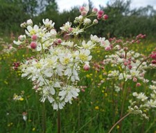 Kleines M&auml;des&uuml;ss - Filipendula vulgaris - Dropwort 1000+ Samen - Seeds E 176