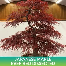 Ever Red Dissected Japanese Maple Seeds, Acer palmatum dissectum atropurpureum 