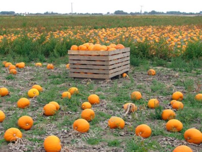 Photo 6x4 A crop of pumpkins Iron Bridge/TL4898 Some of the pumpkins gro c2009