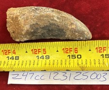 Rare Carcharodontosaurus Dinosaur Tooth T Rex Cousin 95 Mil Yrs Fossil 2 5/8”