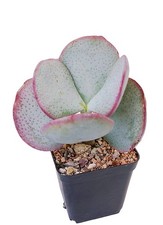 Cotyledon Orbiculata Red Edge in 6.5cm pot - Fully Rooted specimen