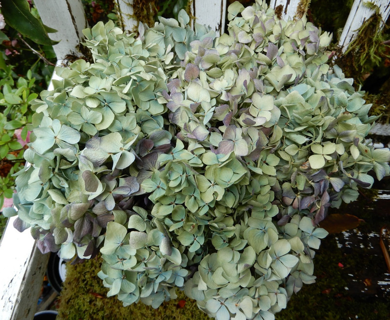 10 Dried Hydrangea Flowers Lt Blue, Green, Cream, Purple Wedding Craft Farmhouse