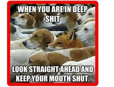 Funny Beagle  Dog & Fox  Refrigerator  / Tool Box Magnet / Gift Card Insert
