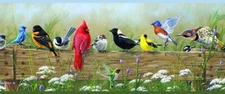 Wallpaper Border Songbird Cute Bird Menagerie Portrait Border Birds