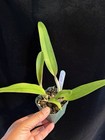 DO  - Cattleya Triumphans (rex x dowiana), Orchid,, rare & spectacular! — photo 4
