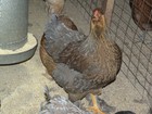 12+6 LARGE FOWL BLUE PARTRIDGE BRAHMA FERTILE HATCHING EGGS — photo 6