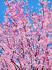 Alex Nizovsky — CHERRY BLOSSOM #5 — Expression Pop Art Floral Painting 18"x24"