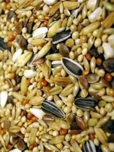 countrywide parrot food