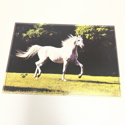Pesal Vintage Horse Arabian Postcard Limited Edition Monika Pehr