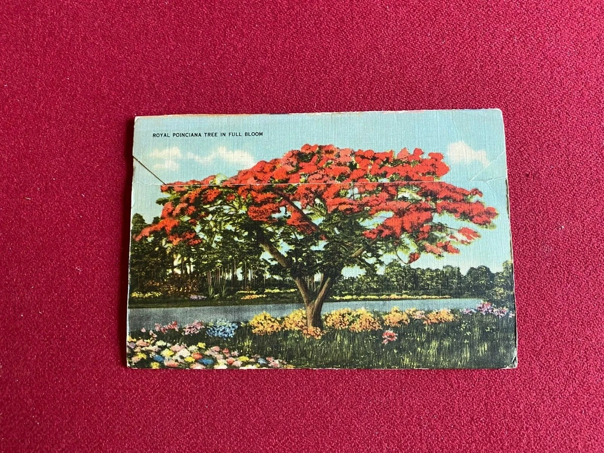 1946, MIAMI, Florida Fold Out Post Card Booklet (Scarce / Vintage)