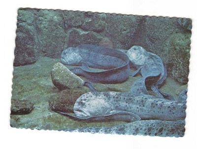 Wolf eel Seaside Aquarium seaside Oregon vintage postcard unposted