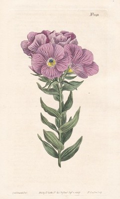 Linum Hypericifolium Flax Botanik flower Kupferstich engraving Curtis 1048